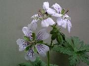 Geranium renardii